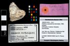 Foto (Objekt + Etikett) von Distefania oxythyreiformis (Gemmelaro, 1869)  (NHMW-GEO-1990-0041-4816)